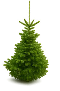 Vánoční stomek Jedle Kavkazská