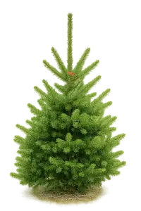 Vánoční stromeček Smrk Ztepily