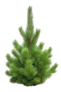 Vánoční stromeček Smrk Ztepily