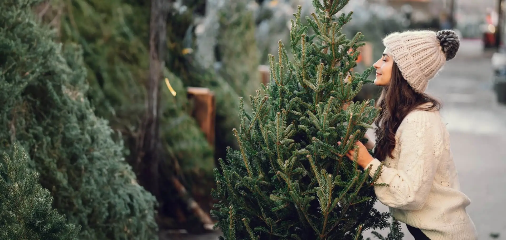 Vánoční stromkyz plantáží