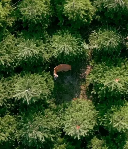 Jsme rodinná firma zaměřená na zemědělství, pěstování a prodej vánočních stromků a okrasné zeleně.
