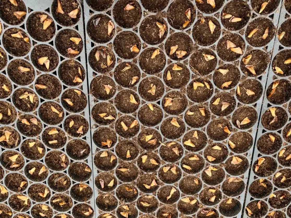 Sazenice vánočních stromků