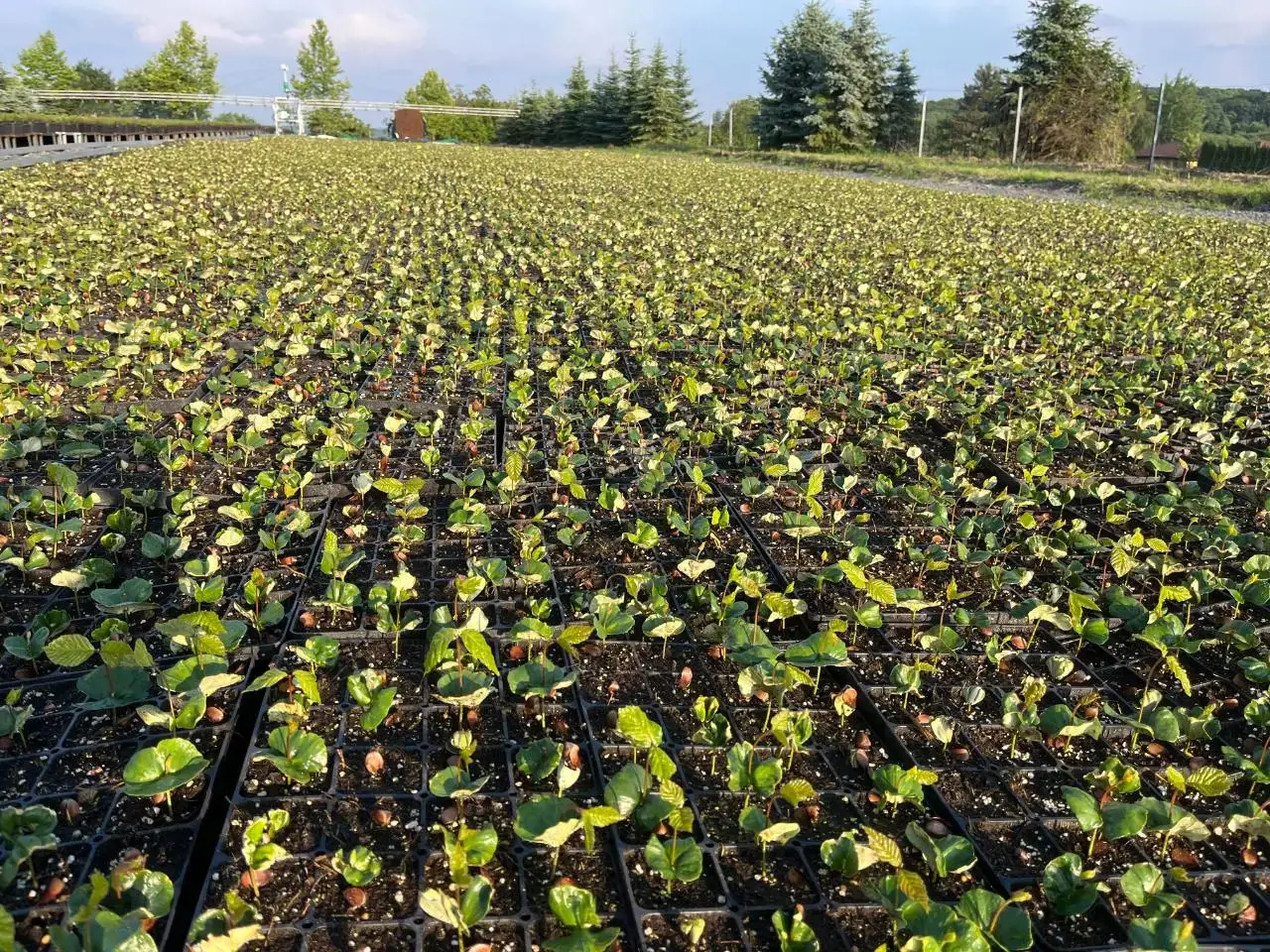 Sazenice vánočních stromků